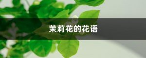 茉莉花花语象征与寓意（茉莉花花语你是我的）看最鲜网，看新知识-提供各类互联网项目，互联网副业，职场技能课程，股票期货投资, 校园课程，升学考试等有价值的知识看最鲜网，看新知识