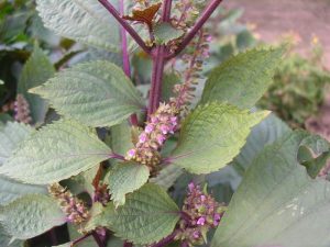 苏子的功效与作用（苏子是治什么病的）看最鲜网，看新知识-提供各类互联网项目，互联网副业，职场技能课程，股票期货投资, 校园课程，升学考试等有价值的知识看最鲜网，看新知识