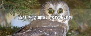 猫头鹰是几级保护动物（猫头鹰是几级国家保护动物）看最鲜网，看新知识-提供各类互联网项目，互联网副业，职场技能课程，股票期货投资, 校园课程，升学考试等有价值的知识看最鲜网，看新知识
