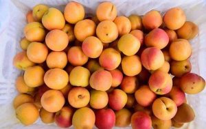 新鲜杏一天最多吃几个（杏吃多了的危害）看最鲜网，看新知识-提供各类互联网项目，互联网副业，职场技能课程，股票期货投资, 校园课程，升学考试等有价值的知识看最鲜网，看新知识