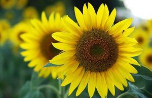 向日葵的花语（向日葵的花语是什么梗）看最鲜网，看新知识-提供各类互联网项目，互联网副业，职场技能课程，股票期货投资, 校园课程，升学考试等有价值的知识看最鲜网，看新知识