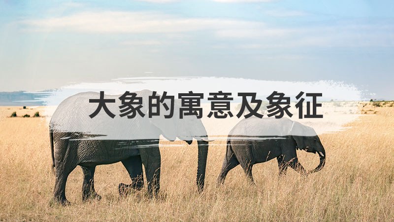 大象的寓意和象征（大象的寓意和象征风水）看最鲜网，看新知识-提供各类互联网项目，互联网副业，职场技能课程，股票期货投资, 校园课程，升学考试等有价值的知识看最鲜网，看新知识