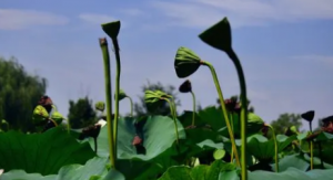 2023处暑一过就出伏了吗看最鲜网，看新知识-提供各类互联网项目，互联网副业，职场技能课程，股票期货投资, 校园课程，升学考试等有价值的知识看最鲜网，看新知识