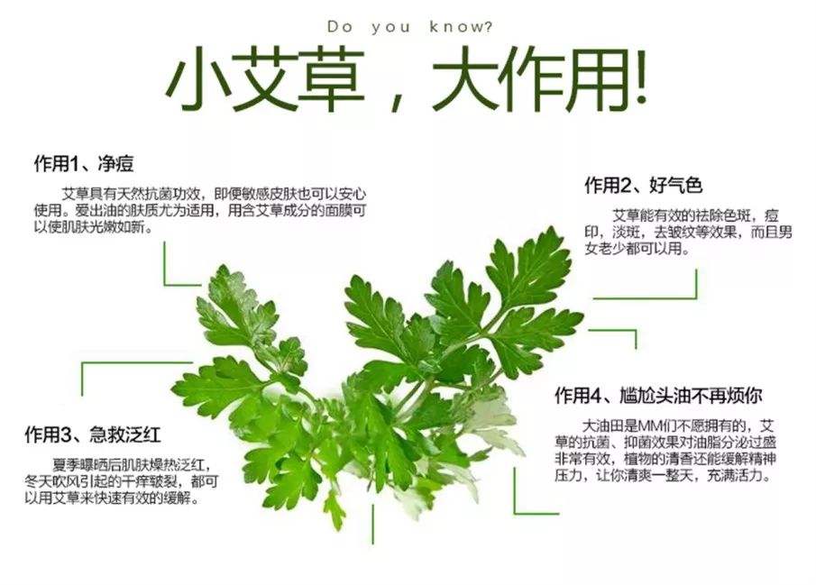 艾草的10个惊人的好处和用途（艾草为啥有那么多好处呢）看最鲜网，看新知识-提供各类互联网项目，互联网副业，职场技能课程，股票期货投资, 校园课程，升学考试等有价值的知识看最鲜网，看新知识