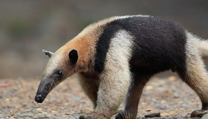 食蚁兽是哪里特有的动物（食蚁兽是什么洲特有）看最鲜网，看新知识-提供各类互联网项目，互联网副业，职场技能课程，股票期货投资, 校园课程，升学考试等有价值的知识看最鲜网，看新知识