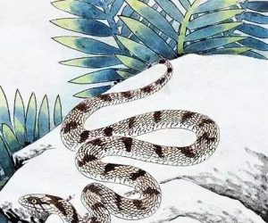 临危不惧是什么生肖动物（临危不惧打一生肖）看最鲜网，看新知识-提供各类互联网项目，互联网副业，职场技能课程，股票期货投资, 校园课程，升学考试等有价值的知识看最鲜网，看新知识