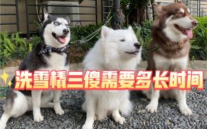 雪橇三傻是哪三种狗（雪橇三傻为什么叫三傻）看最鲜网，看新知识-提供各类互联网项目，互联网副业，职场技能课程，股票期货投资, 校园课程，升学考试等有价值的知识看最鲜网，看新知识