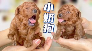 小奶狗是什么意思（小奶狗是什么类型的男生）看最鲜网，看新知识-提供各类互联网项目，互联网副业，职场技能课程，股票期货投资, 校园课程，升学考试等有价值的知识看最鲜网，看新知识