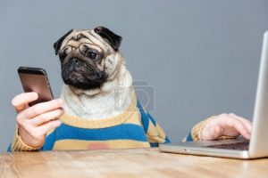 哈巴狗比喻什么样的人（哈巴狗形容人是什么意思）看最鲜网，看新知识-提供各类互联网项目，互联网副业，职场技能课程，股票期货投资, 校园课程，升学考试等有价值的知识看最鲜网，看新知识