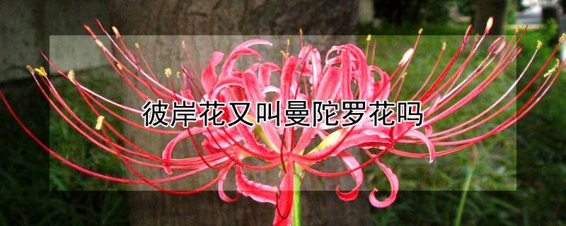 彼岸花又叫什么花（彼岸花的真正花语是什么）看最鲜网，看新知识-提供各类互联网项目，互联网副业，职场技能课程，股票期货投资, 校园课程，升学考试等有价值的知识看最鲜网，看新知识