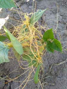 黄丝是什么意思（黄丝是指什么）看最鲜网，看新知识-提供各类互联网项目，互联网副业，职场技能课程，股票期货投资, 校园课程，升学考试等有价值的知识看最鲜网，看新知识