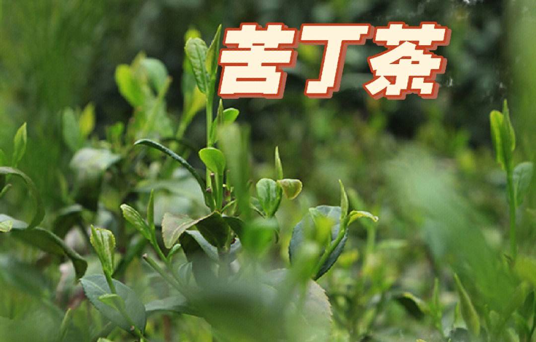 苦丁茶有什么作用和功效 （长期喝苦丁茶的好处）看最鲜网，看新知识-提供各类互联网项目，互联网副业，职场技能课程，股票期货投资, 校园课程，升学考试等有价值的知识看最鲜网，看新知识