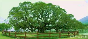 榕组词和拼音（榕组词）看最鲜网，看新知识-提供各类互联网项目，互联网副业，职场技能课程，股票期货投资, 校园课程，升学考试等有价值的知识看最鲜网，看新知识