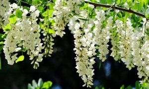 槐花的吃法与做法（槐花怎么吃好吃又简单）看最鲜网，看新知识-提供各类互联网项目，互联网副业，职场技能课程，股票期货投资, 校园课程，升学考试等有价值的知识看最鲜网，看新知识