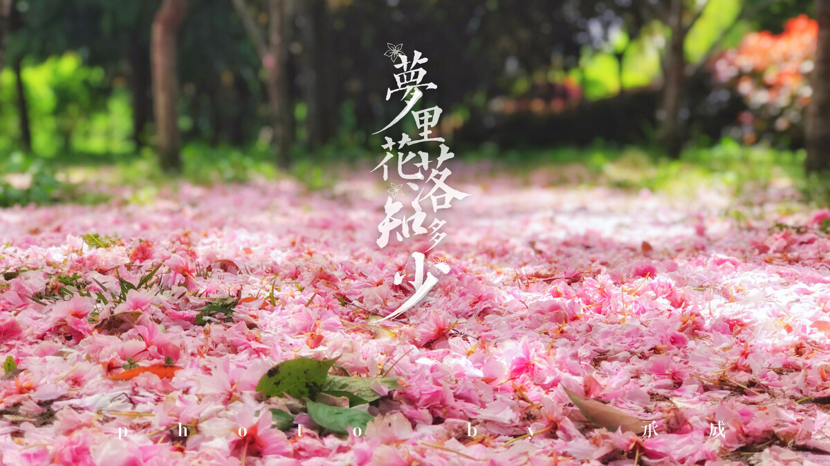 花落知多少什么意思（花落知多少的意境）看最鲜网，看新知识-提供各类互联网项目，互联网副业，职场技能课程，股票期货投资, 校园课程，升学考试等有价值的知识看最鲜网，看新知识