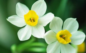 水仙文是什么意思（为什么叫水仙文）看最鲜网，看新知识-提供各类互联网项目，互联网副业，职场技能课程，股票期货投资, 校园课程，升学考试等有价值的知识看最鲜网，看新知识