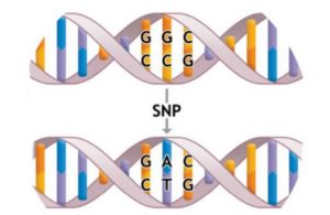 snp是什么意思（SNP是什么缩写）看最鲜网，看新知识-提供各类互联网项目，互联网副业，职场技能课程，股票期货投资, 校园课程，升学考试等有价值的知识看最鲜网，看新知识