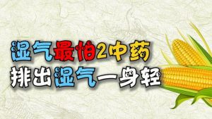 湿气最怕一味中药（除湿最有效的一味中药）看最鲜网，看新知识-提供各类互联网项目，互联网副业，职场技能课程，股票期货投资, 校园课程，升学考试等有价值的知识看最鲜网，看新知识