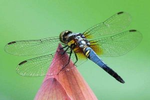 什么的蜻蜓填合适的词（什么的蜻蜓）看最鲜网，看新知识-提供各类互联网项目，互联网副业，职场技能课程，股票期货投资, 校园课程，升学考试等有价值的知识看最鲜网，看新知识