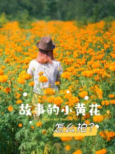 故事的小黄花代表什么（故事里的小黄花什么意思）看最鲜网，看新知识-提供各类互联网项目，互联网副业，职场技能课程，股票期货投资, 校园课程，升学考试等有价值的知识看最鲜网，看新知识