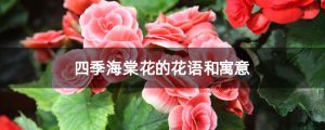 海棠花的花语和寓意（四季海棠花的花语和寓意）看最鲜网，看新知识-提供各类互联网项目，互联网副业，职场技能课程，股票期货投资, 校园课程，升学考试等有价值的知识看最鲜网，看新知识