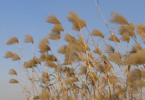 什么样的微风（形容微风的词语）看最鲜网，看新知识-提供各类互联网项目，互联网副业，职场技能课程，股票期货投资, 校园课程，升学考试等有价值的知识看最鲜网，看新知识