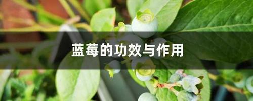 蓝莓的功效与作用（蓝莓可以天天吃吗）看最鲜网，看新知识-提供各类互联网项目，互联网副业，职场技能课程，股票期货投资, 校园课程，升学考试等有价值的知识看最鲜网，看新知识
