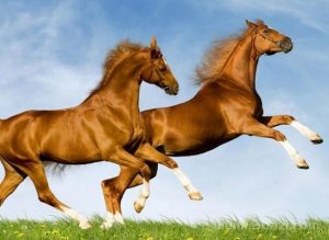 千里之外打一个生肖动物（千里之外猜一个生肖）看最鲜网，看新知识-提供各类互联网项目，互联网副业，职场技能课程，股票期货投资, 校园课程，升学考试等有价值的知识看最鲜网，看新知识