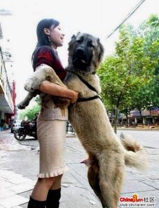 人和兽的区别在于什么（人和兽的本质区别在于什么）看最鲜网，看新知识-提供各类互联网项目，互联网副业，职场技能课程，股票期货投资, 校园课程，升学考试等有价值的知识看最鲜网，看新知识