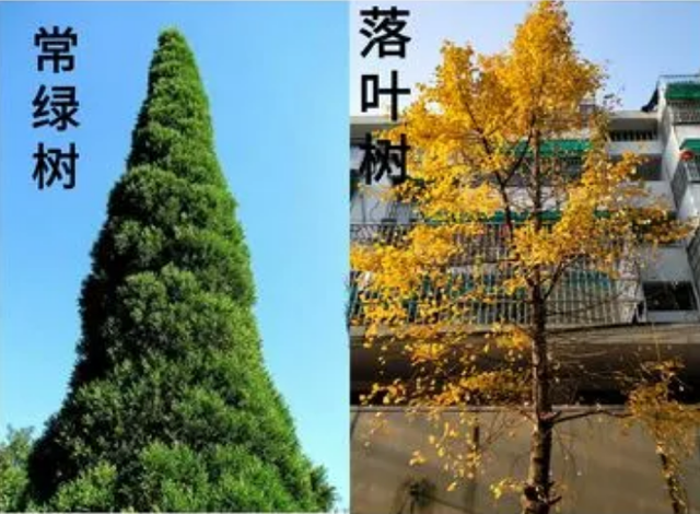 常青树是什么意思（常青树指什么人）看最鲜网，看新知识-提供各类互联网项目，互联网副业，职场技能课程，股票期货投资, 校园课程，升学考试等有价值的知识看最鲜网，看新知识