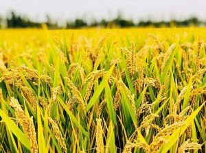 谷组词组什么（谷的组词语有哪些呢）看最鲜网，看新知识-提供各类互联网项目，互联网副业，职场技能课程，股票期货投资, 校园课程，升学考试等有价值的知识看最鲜网，看新知识