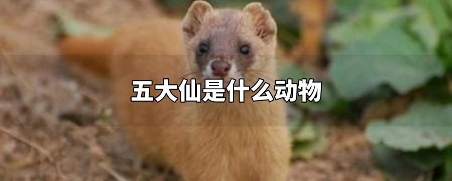 东北五仙是哪五个动物（东北五仙指的是什么）看最鲜网，看新知识-提供各类互联网项目，互联网副业，职场技能课程，股票期货投资, 校园课程，升学考试等有价值的知识看最鲜网，看新知识