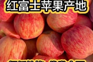 红富士苹果产地在哪里（红富士是哪的）看最鲜网，看新知识-提供各类互联网项目，互联网副业，职场技能课程，股票期货投资, 校园课程，升学考试等有价值的知识看最鲜网，看新知识