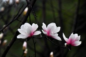 玉兰为什么称为鬼花（玉兰花的古代雅称）看最鲜网，看新知识-提供各类互联网项目，互联网副业，职场技能课程，股票期货投资, 校园课程，升学考试等有价值的知识看最鲜网，看新知识