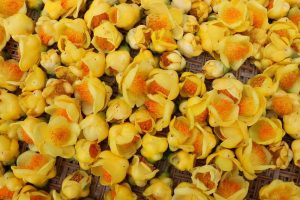 盆栽名贵花卉有哪些品种（名贵的室内盆栽有哪些）看最鲜网，看新知识-提供各类互联网项目，互联网副业，职场技能课程，股票期货投资, 校园课程，升学考试等有价值的知识看最鲜网，看新知识