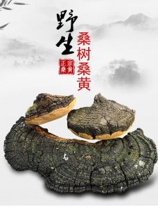 桑黄的功效与作用的功能与主治看最鲜网，看新知识-提供各类互联网项目，互联网副业，职场技能课程，股票期货投资, 校园课程，升学考试等有价值的知识看最鲜网，看新知识