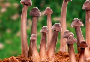 鸡枞菌的功效与作用（吃鸡枞菌有什么好处）看最鲜网，看新知识-提供各类互联网项目，互联网副业，职场技能课程，股票期货投资, 校园课程，升学考试等有价值的知识看最鲜网，看新知识