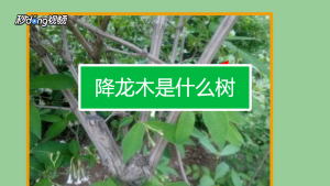 降龙木是什么树（降龙木树有什么作用）看最鲜网，看新知识-提供各类互联网项目，互联网副业，职场技能课程，股票期货投资, 校园课程，升学考试等有价值的知识看最鲜网，看新知识