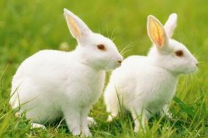 87年属什么的生肖（87年属啥）看最鲜网，看新知识-提供各类互联网项目，互联网副业，职场技能课程，股票期货投资, 校园课程，升学考试等有价值的知识看最鲜网，看新知识